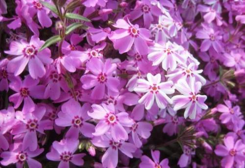 Почему в городах листья с деревьев опадают в среднем позже, чем в загородных лесах. От 12 до 18 лет ответы Экодиктант 2021 год 07