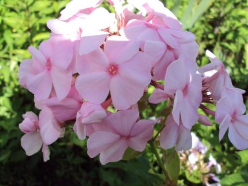 Цветы флоксы однолетние или многолетние. Флоксы — морфологическое описание, виды и вариации, выращивание и посадка + 106 фото