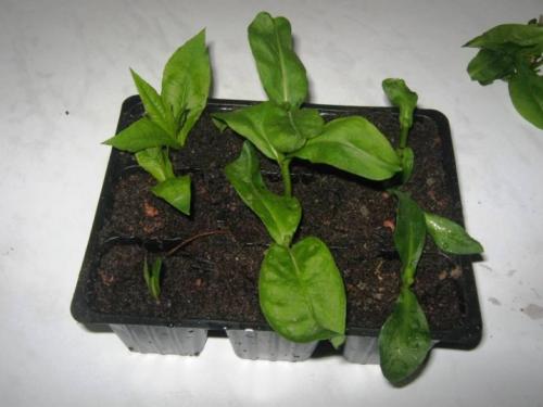 Флокс метельчатый из семян. Виды флоксов 09