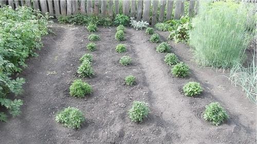 Шаровидная хризантема Мультифлора в саду. Выращивание хризантем мультифлора: правила посадки и ухода