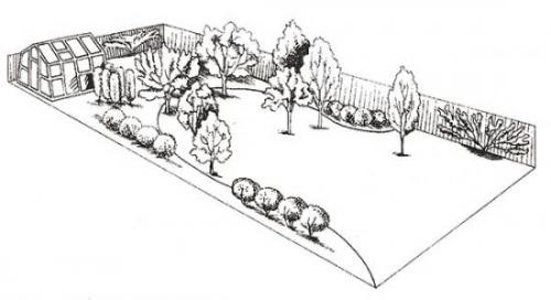 Что посадить на большом участке. Планируем создание плодоносящего сада