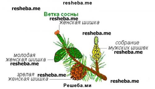 Зарисуйте побег сосны??? Лабораторная работа . Знакомство с внешним строением растения 06