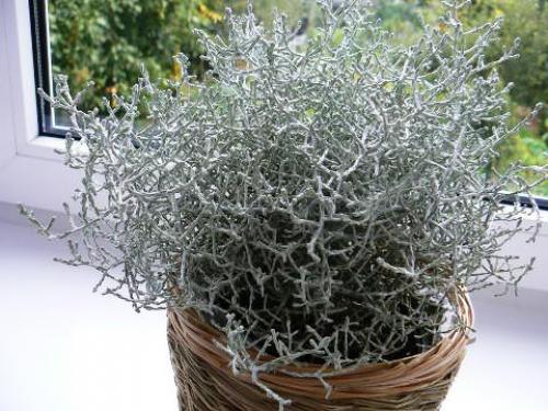 Калоцефалус засох. 