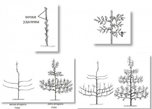 Особенности обрезки черешни. Обрезка молодой черешни