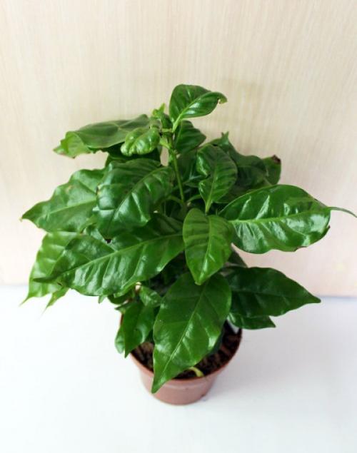 Удобрение для кофейного дерева. Подходящая температура, влажность и ...