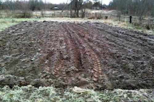 Сорт картофеля Розара – характеристика и описание, отзывы огородников