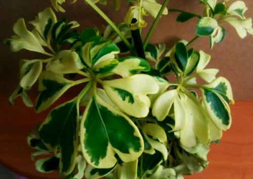 Шеффлера, какая нужна земля и горшок. Посадка, пересадка, грунт – шефлера не простит ошибки 22