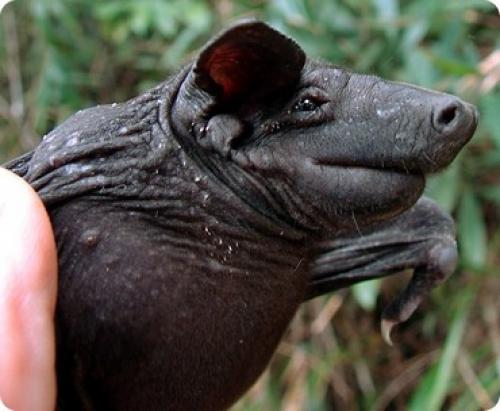 Где живут летучие мыши. Летучая мышь – полезный вампир