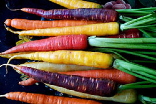 Почему морковка стала оранжевой? До 19 века морковь была фиолетовой! 04