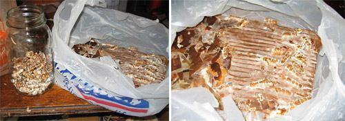 Как вырастить маточный мицелий из палочек грибных. Как вырастить мицелий своими руками на картоне