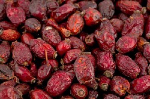 Как сушить шиповник на балконе. Как правильно сушить шиповник