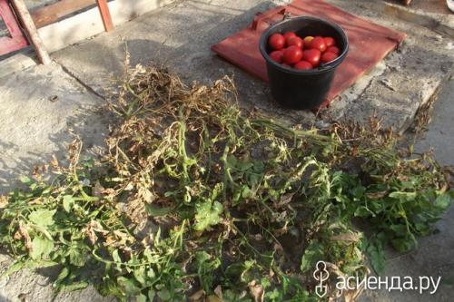 Томат “рио гранде”. Помидоры Рио Гранде. Урожайность.