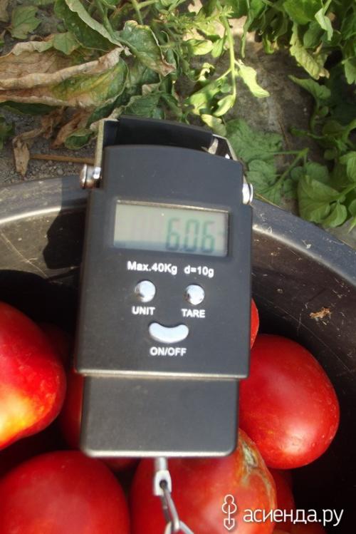 Томат “рио гранде”. Помидоры Рио Гранде. Урожайность.