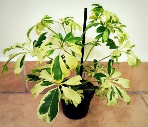 Горшок для шефлеры. Шеффлера — уход в домашних условиях