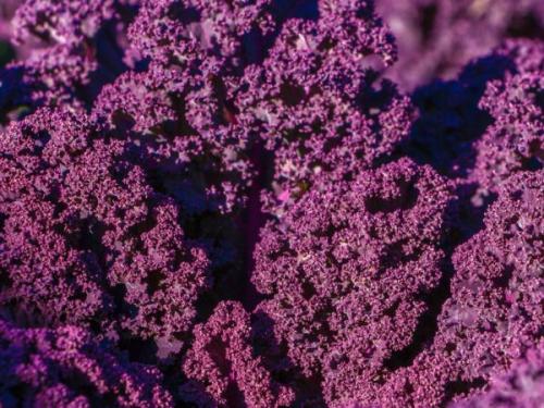 Дикая капуста описание. Сорта листовой капусты