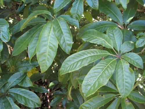 Schefflera arboricola уход. Комнатная шеффлера