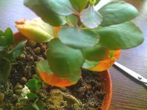 Каланхоэ залили, что делать. Полив