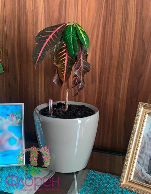 Кротон вянут листья. Вянут листья у кротона –, что делать