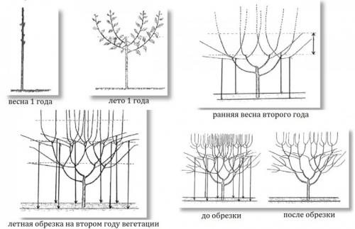Особенности обрезки черешни. Обрезка молодой черешни