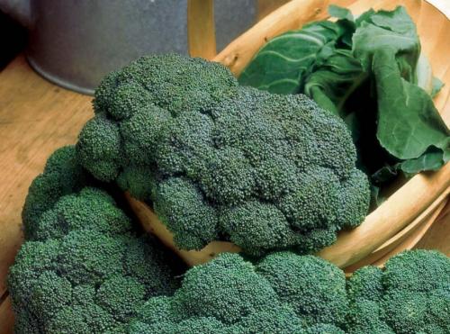 Как выглядит брокколи. Лучшие сорта для открытого грунта