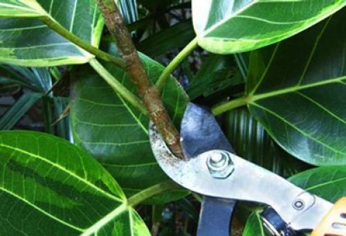 Что делать если фикус сбросил листья. Что вызывает листопад у фикуса 05