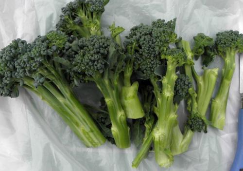 Как выглядит брокколи. Лучшие сорта для открытого грунта