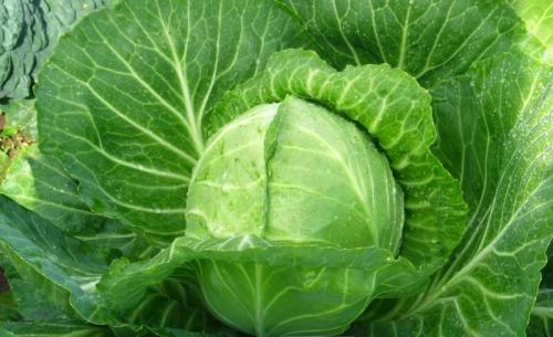 Культурные сорта капусты. Сорта капусты белокочанной с названием и описанием