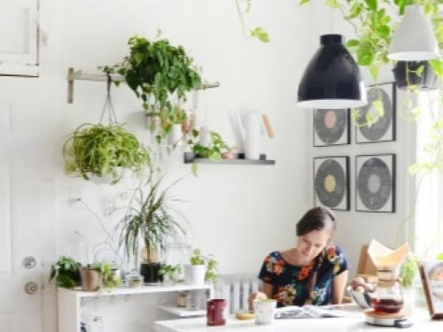 Иван-да-марья комнатный цветок. 09