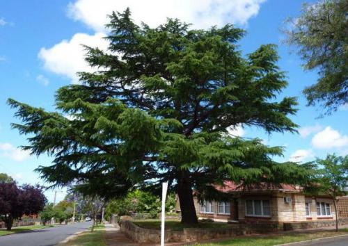 Схема укороченного побега сосны с хвоинками ― спутник. Лабораторная работа .  Знакомство с внешним строением растения 16