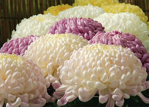 Выращивание хризантемы мультифлоры. Что собой представляет хризантема мультифлора шаровидная 19