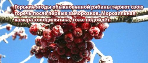 Чем полезна красная рябина для организма женщины. Рябина красная полезные и лечебные свойства