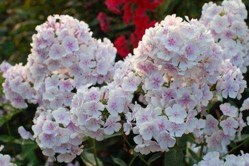 Цветы флоксы однолетние или многолетние. Флоксы — морфологическое описание, виды и вариации, выращивание и посадка + 106 фото