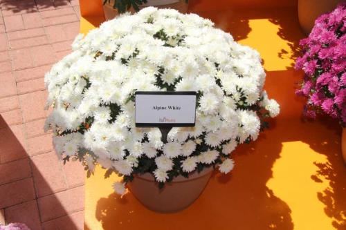 Хризантема шаровидная белая. Особенности и сорта