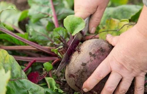 Что лечит свекла. Лечебные и полезные свойства свеклы: народные рецепты