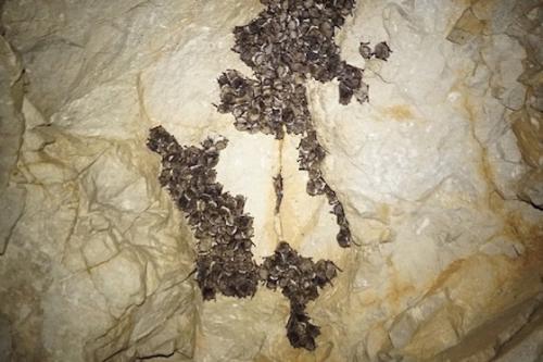 Где живут летучие мыши зимой. Там где зимуют летучие мыши