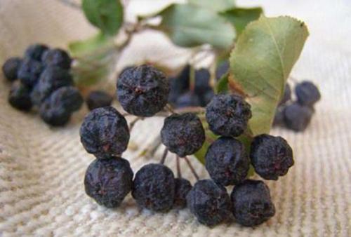 «как сушить яблоки в духовке?». Сушка яблок в духовке 01