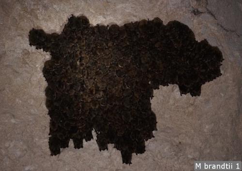 Где живут летучие мыши зимой. Там где зимуют летучие мыши