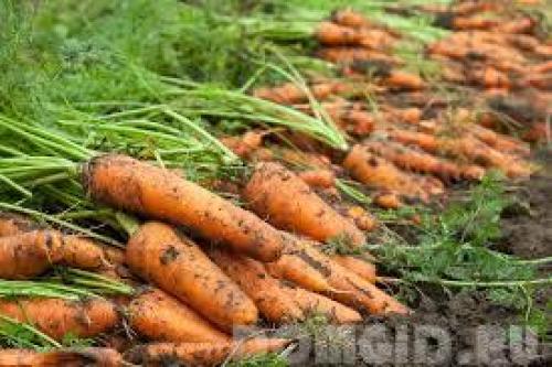 Что делают люди в саду. Осеннее удобрение. 08