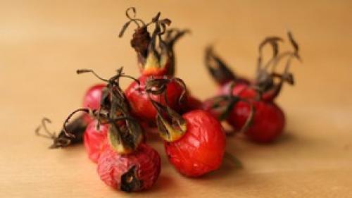 Как сушить шиповник на балконе. Как правильно сушить шиповник