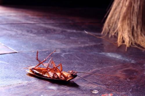 Как быстро размножаются домашние тараканы. Размножение тараканов 12