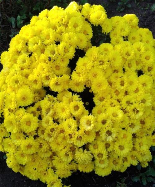 Хризантема Мультифлора ранние сорта. Лучшие сорта хризантем Мультифлора (шаровидные)