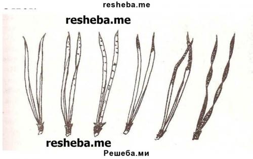 Схема укороченного побега сосны с хвоинками ― спутник. Лабораторная работа .  Знакомство с внешним строением растения 05