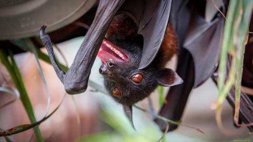 Что едят летучие мыши в домашних условиях. Летучая мышь