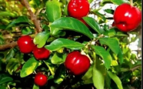 Экзотические растения на подоконнике. Съедобные экзотические растения на окне