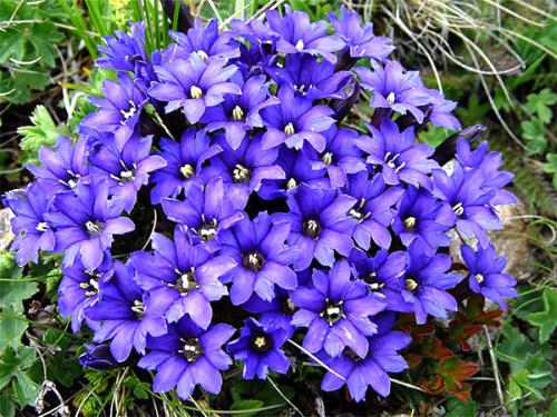 Полевые цветы приморского края. Синие полевые цветы