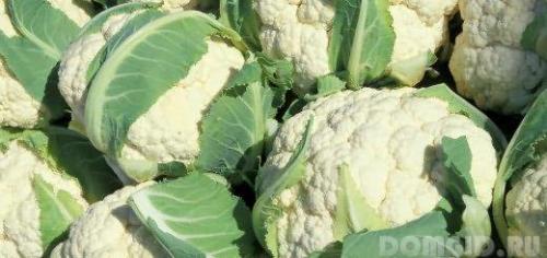 Что делают люди в саду. Осеннее удобрение. 10