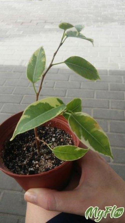 Как спасти фикус. Фикус Бенджамина. Реанимация 06