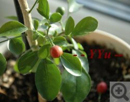 Цветок мурайя лечебные свойства. Мурайя (Murraya) 05