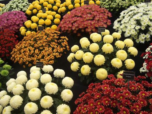 Хризантема мультифлора зимовка. Хризантема мультифлора - изящное совершенство