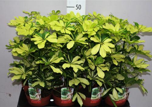 Шеффлера, какая нужна земля и горшок. Посадка, пересадка, грунт – шефлера не простит ошибки 20